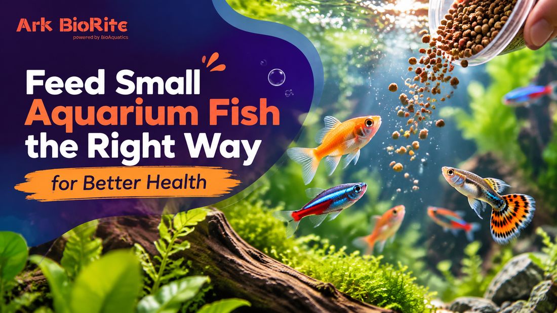 How Often Should You Feed Small Aquarium Fish? A Practical Feeding Guide