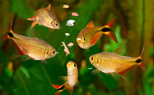 Feeding your fish over a weekend