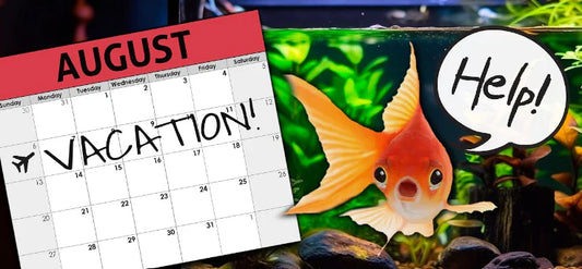 Maintaining Your Fish Over a Vacation