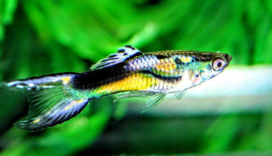 Influences On The Metabolic Rate Fish Burn Their Fat