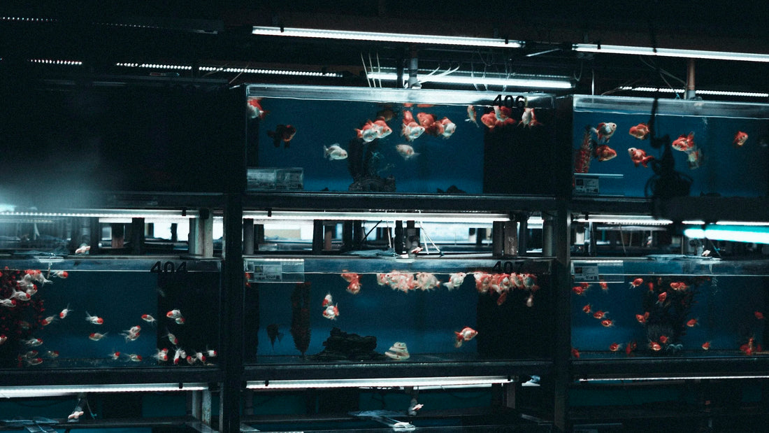 What Foods Enhance Fish Color?