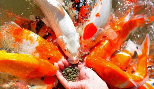 Evolution of Processed Fish Food