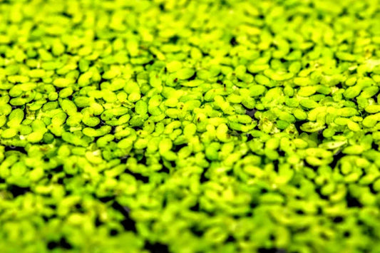 Benefits and Liabilities of Duckweed in a Freshwater Aquarium