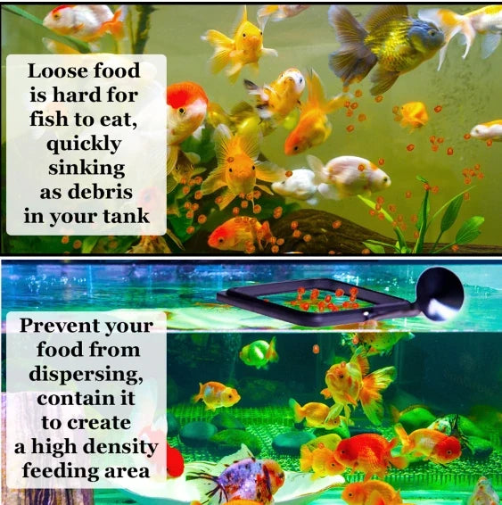 Is it Better to Feed Fish in the Same Spot or All Over?