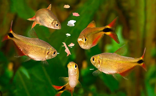 Feeding your fish over a weekend