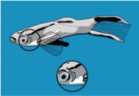 Swollen Gill Disease