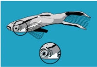 Flukes/Parasitic Worms