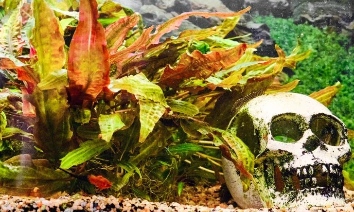 Aquariums That Crash When Live Plants Die