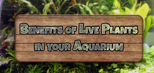 Benefits and Liabilities of Live Plants in a Freshwater Aquarium