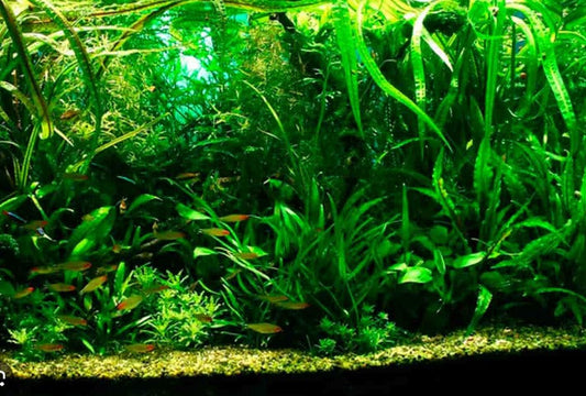 Amount of Light Tropical Fish Need with Live Plants and Without