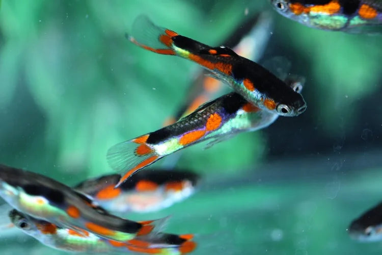 Fish Feeding