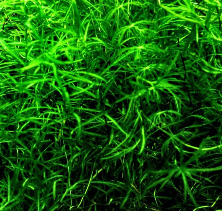 Plants