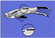 Parasitic Ich (Ichthyophthirius)