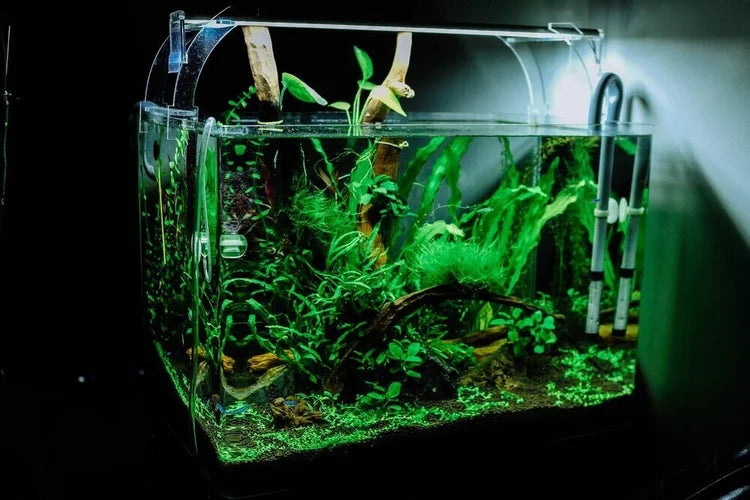 Aquarium Essentials