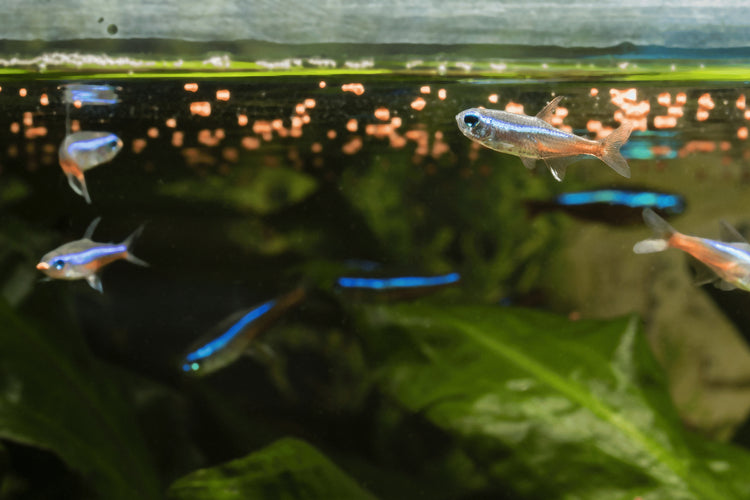 Fish Food Facts
